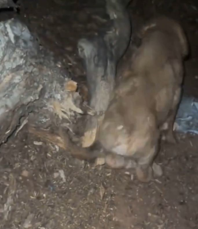 Topraktan gelen sesleri duydu, kazınca şoke oldu