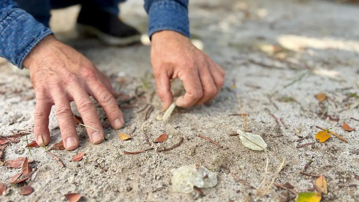 Türkiye’de sadece iki yerde yetişiyor: Kilosu 50 bin lira
