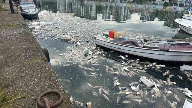 Ucuz palamut tartışmaları sürerken gelen görüntü isyan ettirdi