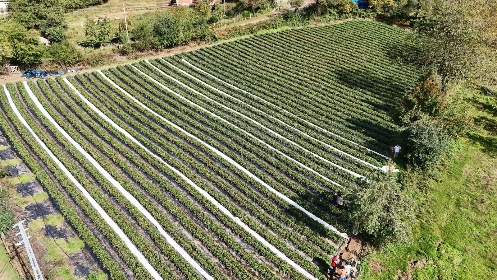 Samsun haber: Samsun’da 7 dönümlük çilek bahçesinin başarı hikayesi
